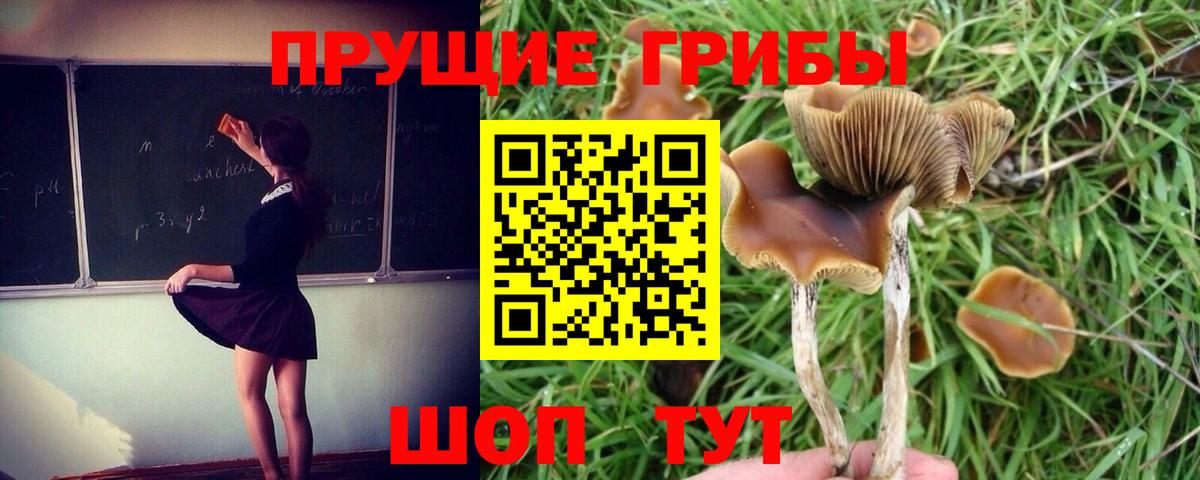 Сибай  Псилоцибиновые грибы MAGIC MUSHROOMS  Вход с VPN  Галлюциногенные грибы Cubensis 